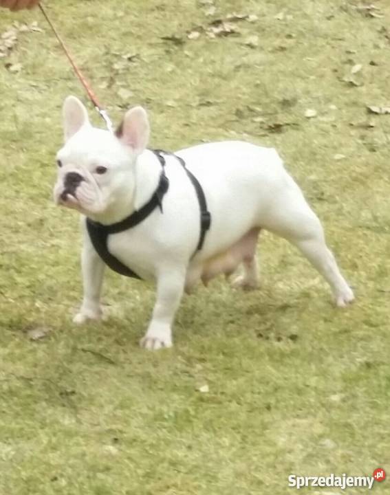 BULDOG FRANCUSKI szczenięta z rodowodem FCI Czerwińsk nad Wisłą