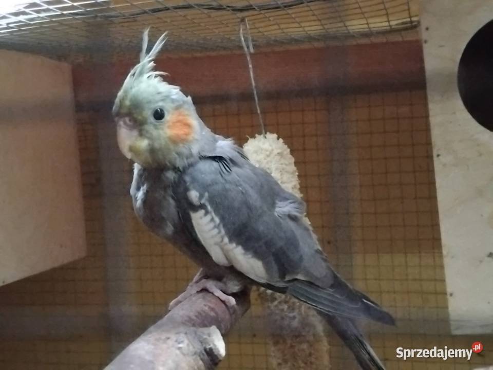 Sprzedam Nimfe mlode mazowieckie Piaseczno