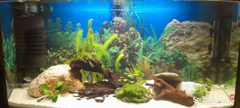 Akwarium Kompletne z rybami 100l Sosnówka sprzedam