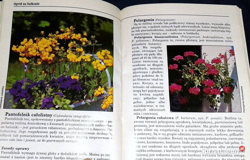 Ogród na balkonie Agnieszka Sokołowska