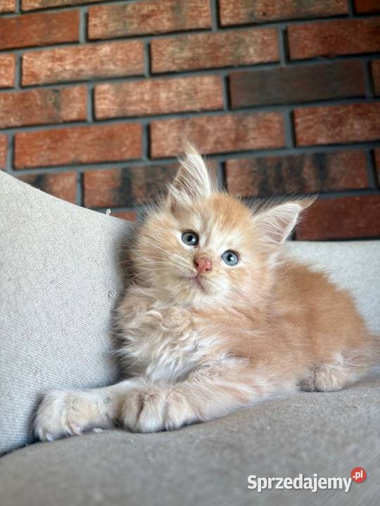 Maine Coon Ozzy kujawsko-pomorskie Szembruk