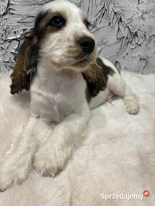 Cocker Spaniel Angielski Wyśmierzyce