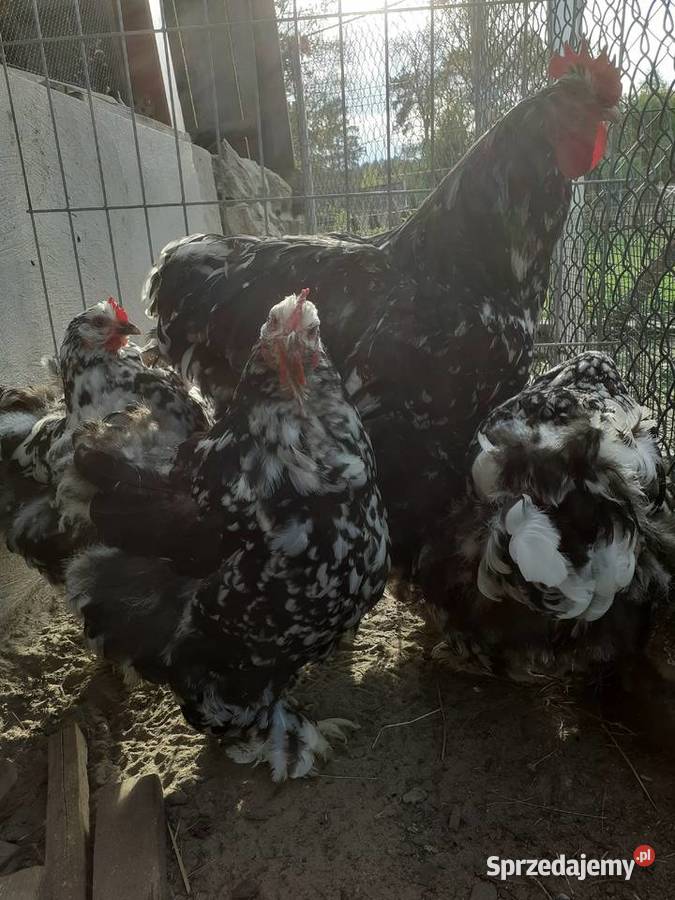 Sprzedam jaja lęgowe Kochin Olbrzymi Nakrapiany Harasiuki