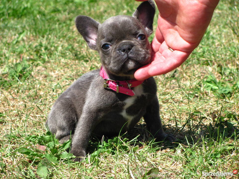 Buldog Francuski buldożki blue błękitne