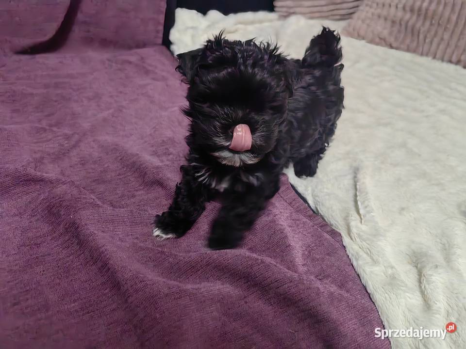 York piesek black czarny komplet szczepień podlaskie Białystok