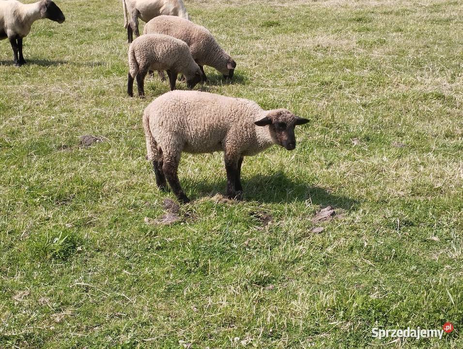 Naturalny nawóz do ogrodu wełna owcza Kraków