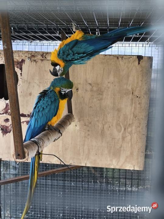 Ary ararauny para legowa Dąbrowa Górnicza