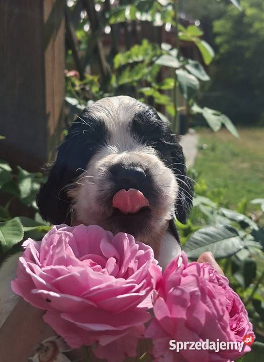 Springer Spaniel Angielski ZKwP kujawsko-pomorskie Toruń
