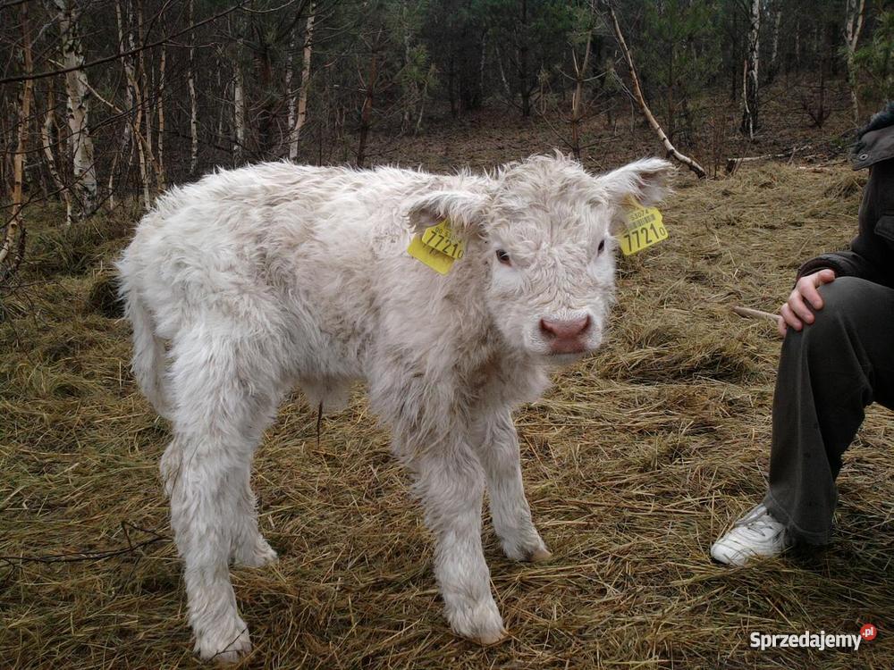 stado bydła Highland Cattle szkocka górska Pozostałe Niepoczołowice