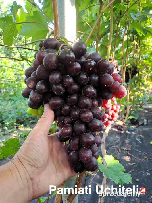 Sadzonki obiecujących odmian winogron Warszawa