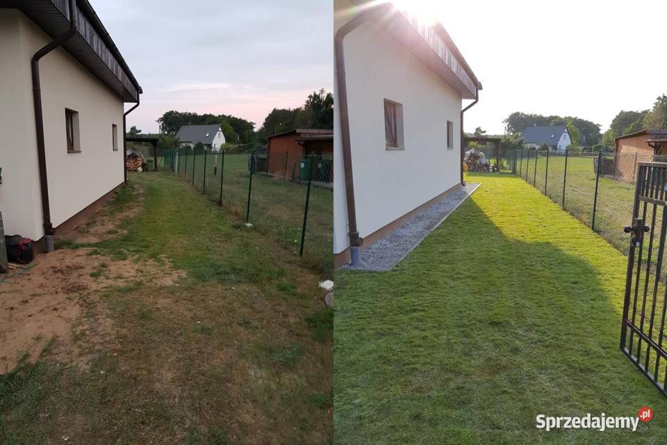 Trawnik z rolki zakładanie trawników prace ogrodowe