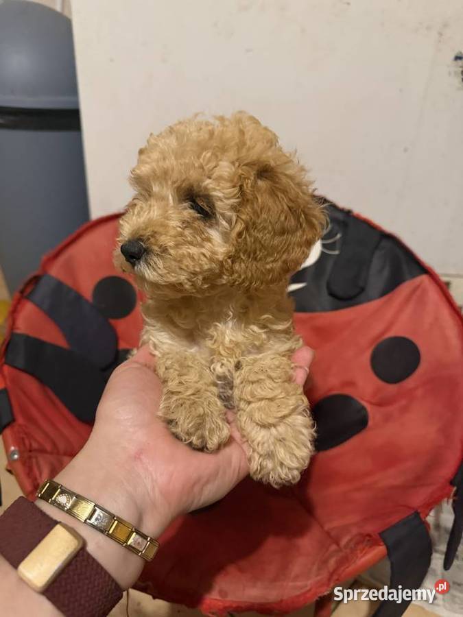 Pudel toy Deszkowice Pierwsze