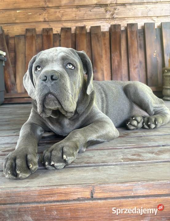 Szczeniaki Cane Corso ZKwP FCI Gończyce
