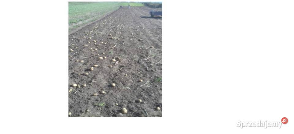 Ziemniaki ekologiczne Wysyłka świętokrzyskie Bukowa