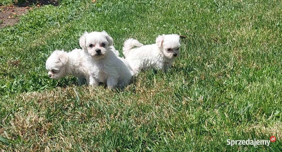 Maltańczyk Maltańczyk Zwierzęta małopolskie Wietrzychowice