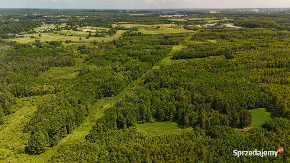 Działka leśna 161 ha Wólka Bosowska