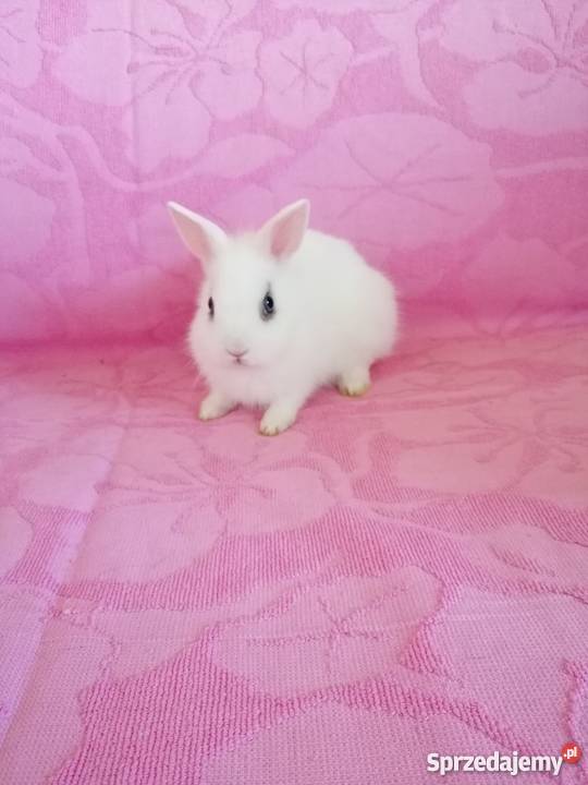 Króliczki karzelki króliczki miniaturki Gryzonie Radom