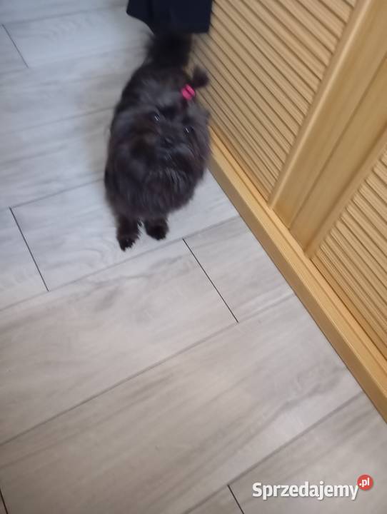 Czarny mini york reproduktor Prabuty