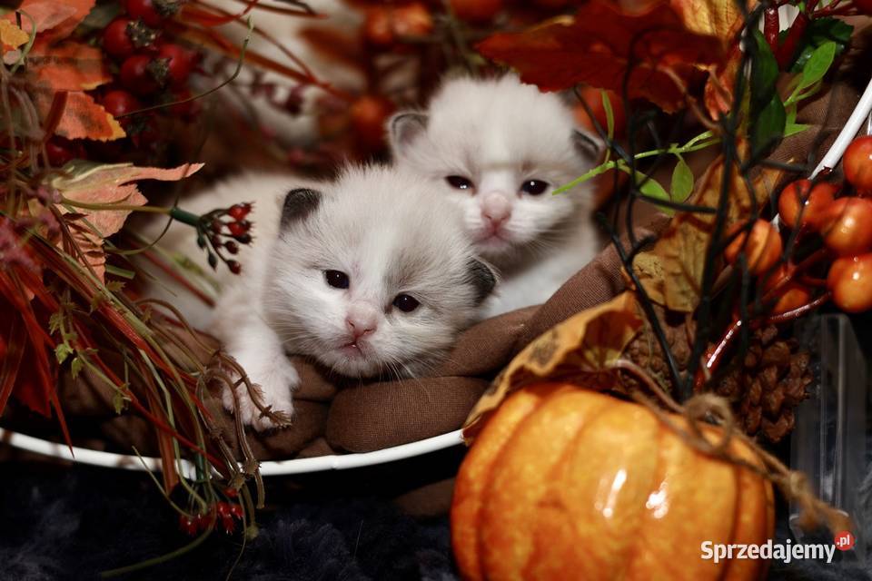 Ragdoll bracia bicolor Piorunówek