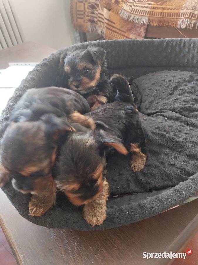 Yorkshire terrier Lipniak sprzedam
