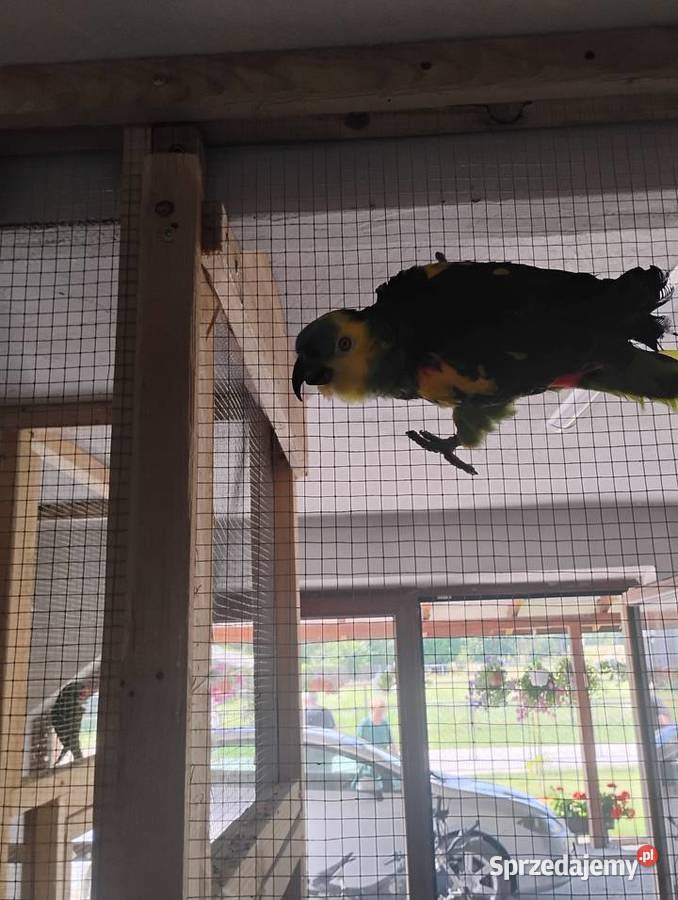 Para Amazonek niebieskoczelnych astevia Busko-Zdrój