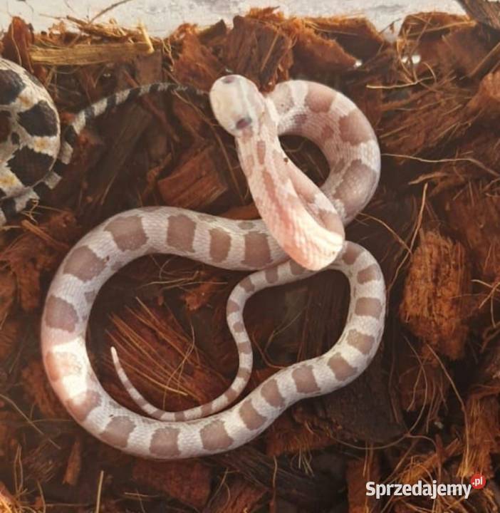 Wąż zbożowy Pantherophis guttatus ultramel anery śląskie Pisarzowice
