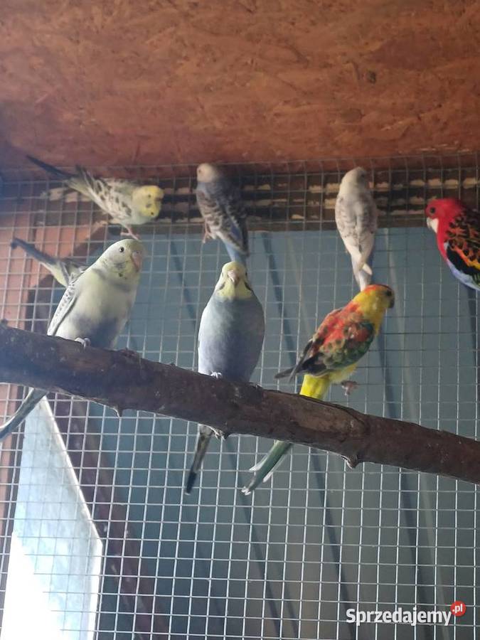 Papugi Faliste nimfy świergotki rozelle Kalisz