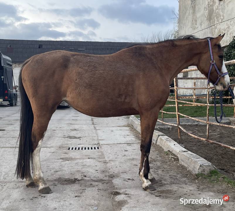 Malowana klacz bułana Długołęka