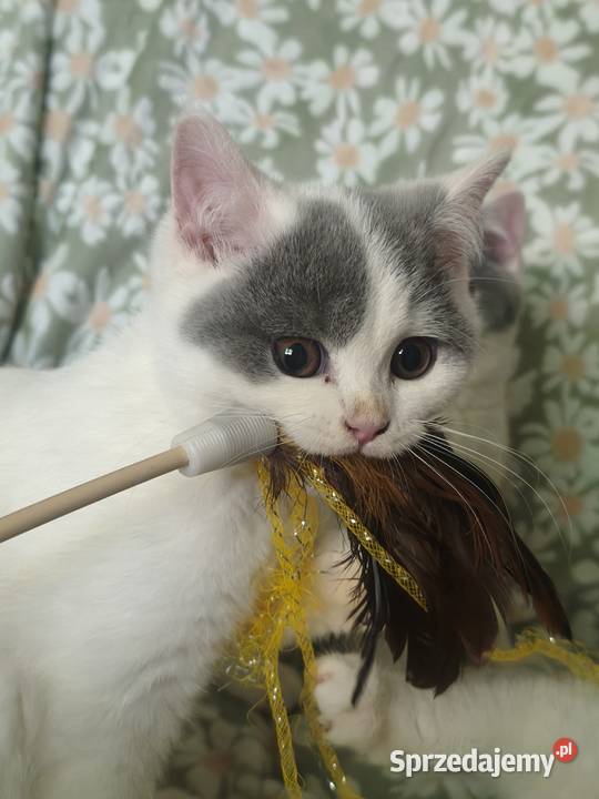 Kocurek brytyjski krótkowłosy Tarnów