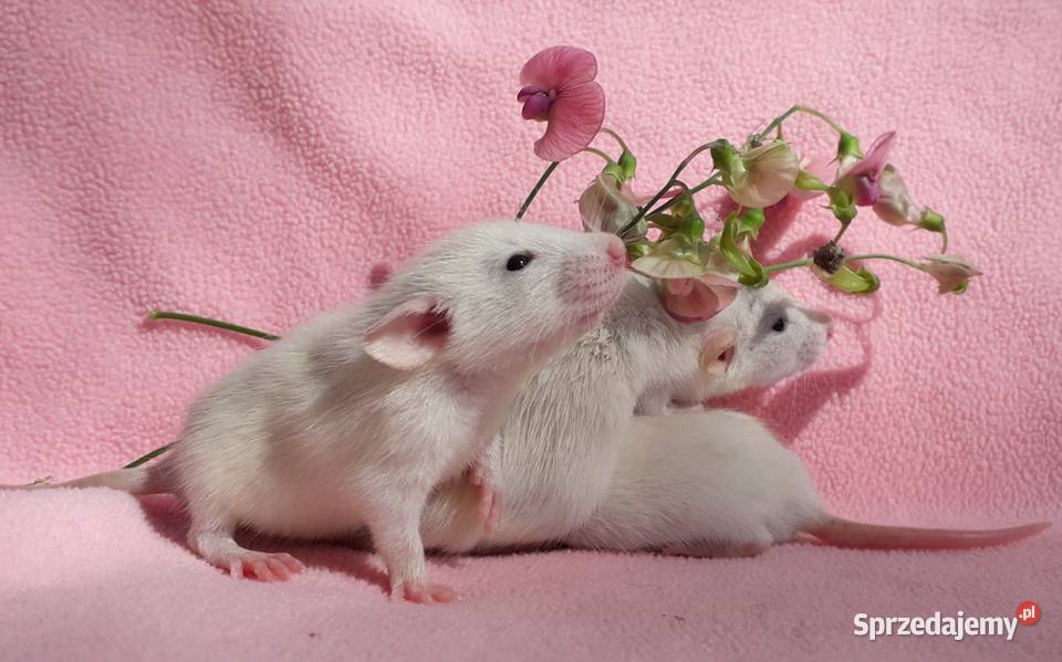 Szczurki szczury szczur Dumbo piękne oswojone