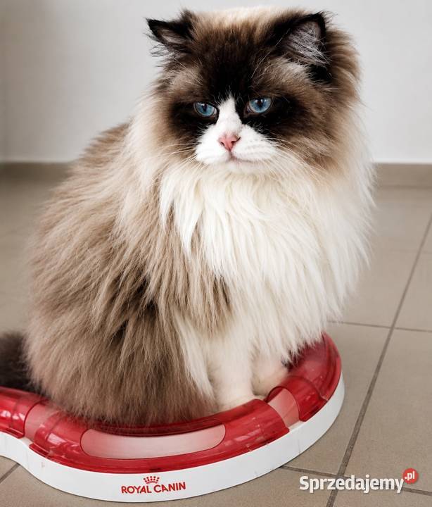 Kocur Ragdoll do adopcji Bielsko-Biała sprzedam
