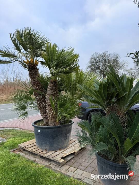 Palma Chamaerops humilis duża karłatka