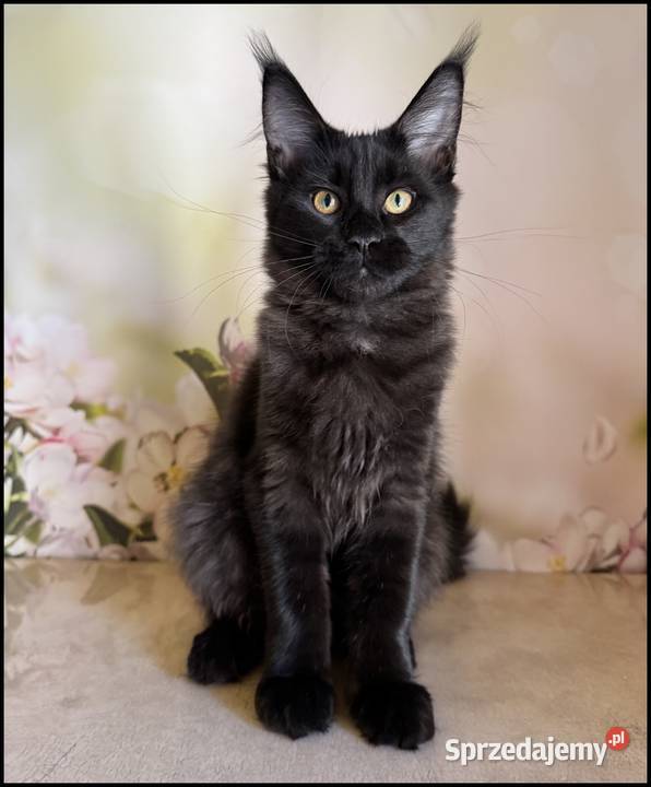 Koteczka Maine Coon Jane już do odbioru Kraków