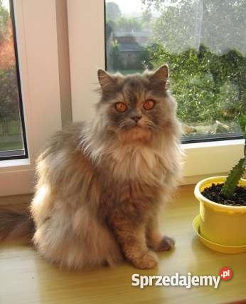 Pers Persy KotKotki Koty PERSKIE