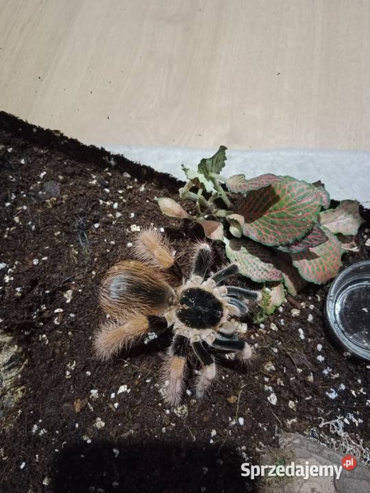 Megaphobema robustum samiec 5 dc kujawsko-pomorskie Brodnica