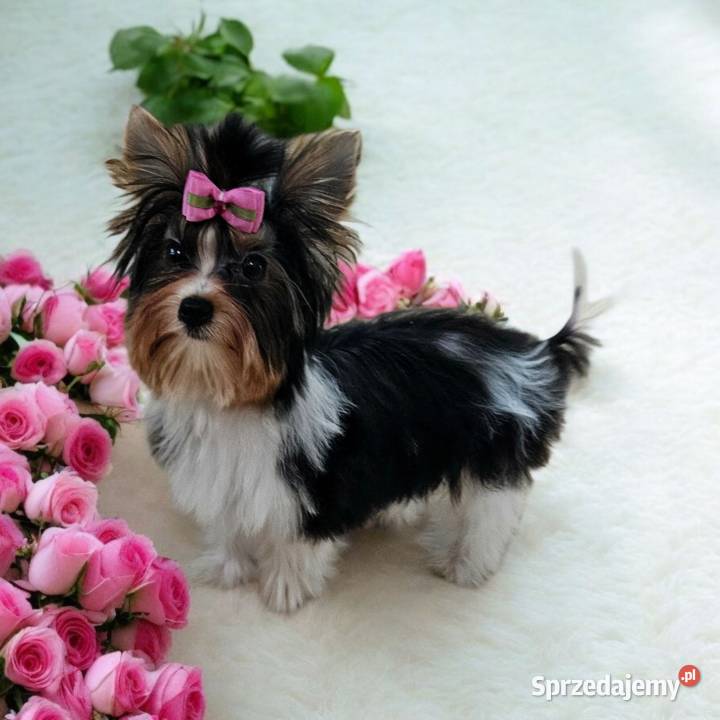 Piękna Miniaturowa maleńka Suczka York Biewer Do Opole