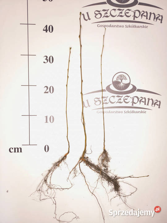 Sadzonki Brzozy Brodawkowatej Betula pendula Zamęty