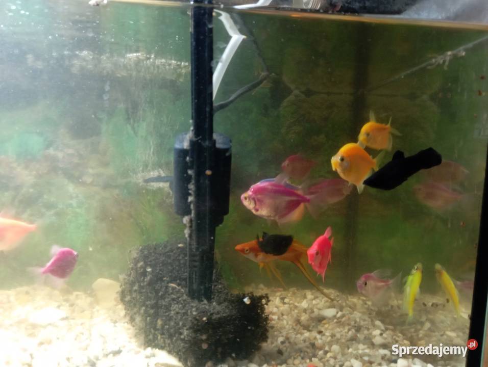 Sprzedam akwarium 50l rybki Kutno