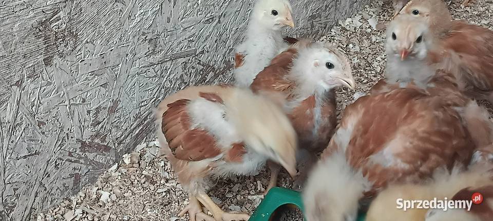 Kokoszki Pisklęta Kurczęta Hampshire