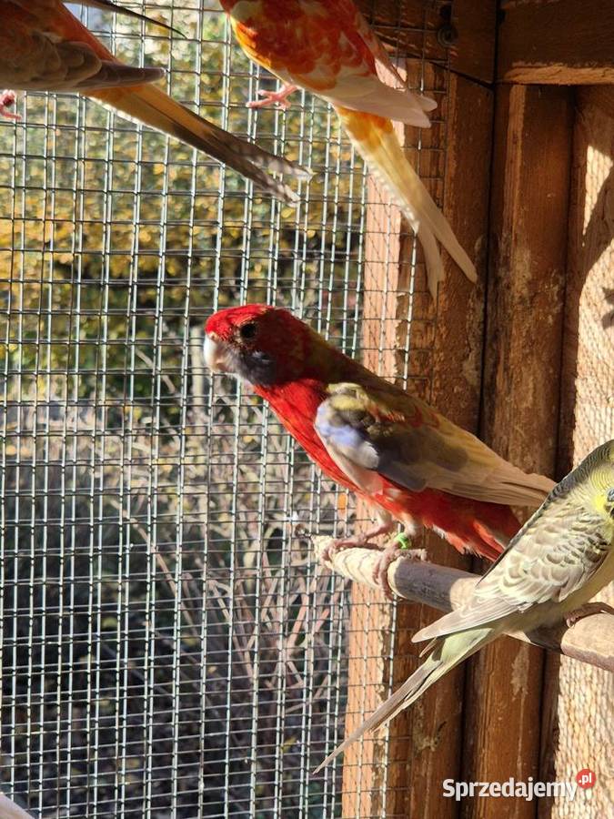 rozelle sprzedam Kamień Śląski