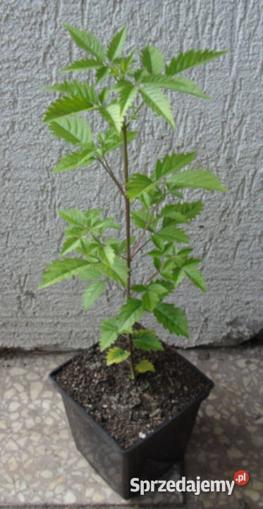 WITEKS Vitex negundo sadzonki w doniczkach Ustronie