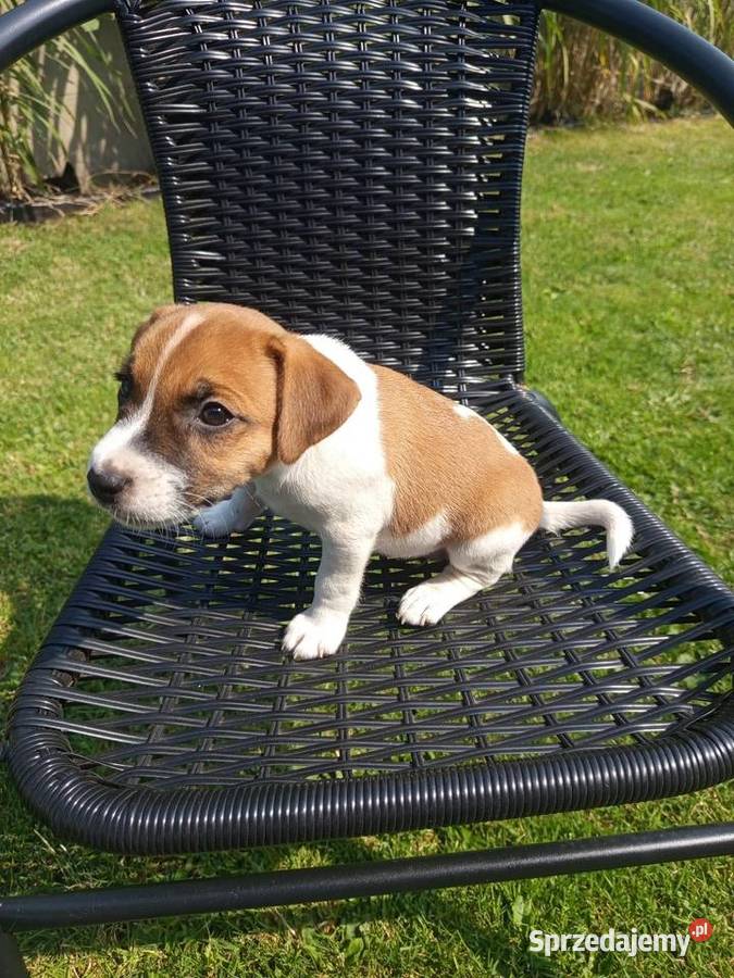 Jack Russell Terrier