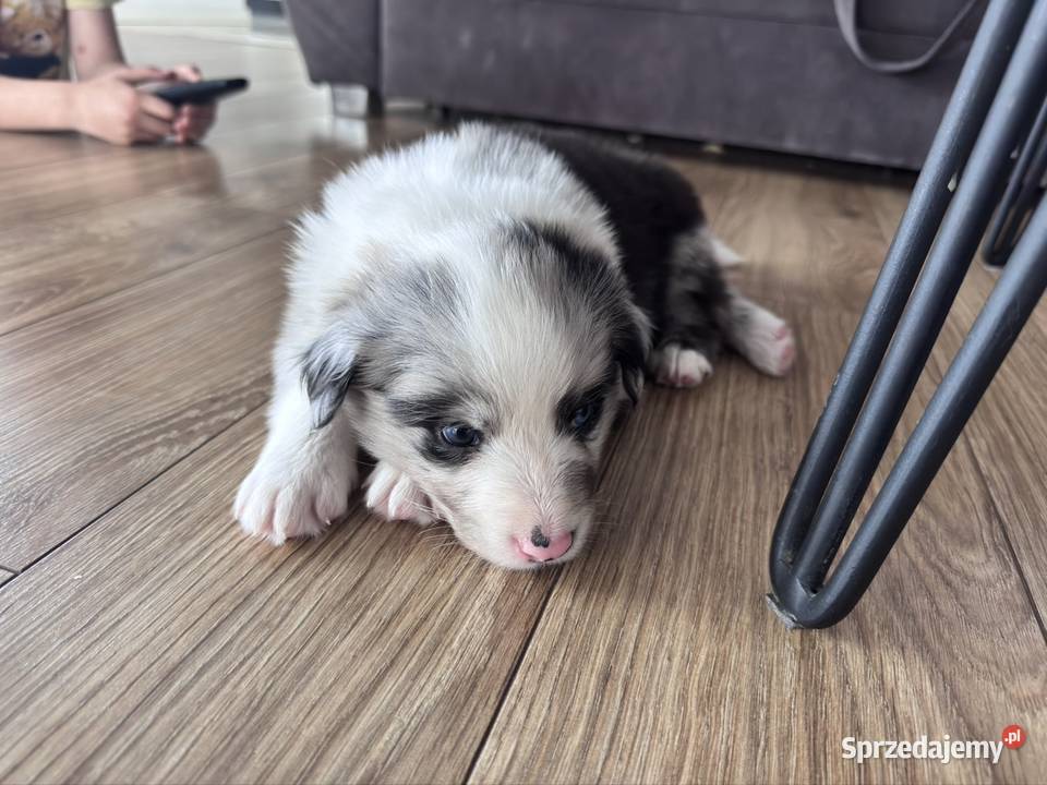 Piesek Border collie blue merle Kamień