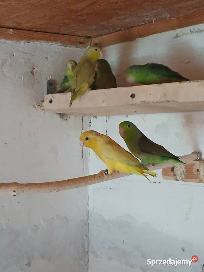 Sprzedam wróbliczki Rżyska