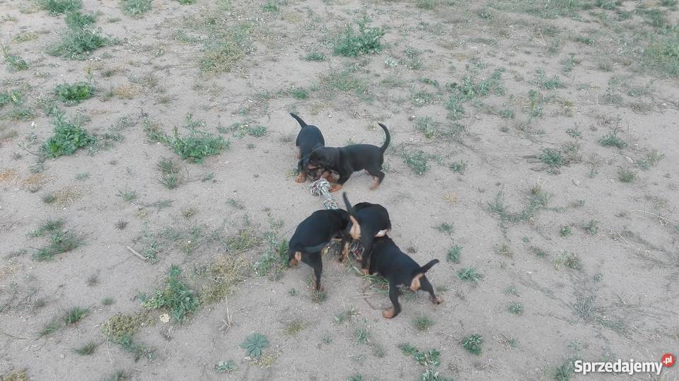 Jagdterier Terier Niemiecki terrier Okonek sprzedam