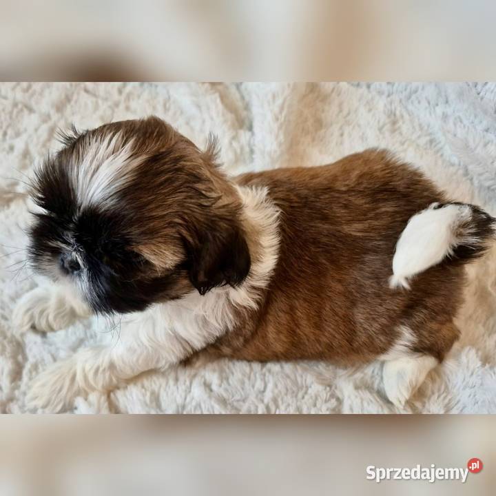 Shih TZU suczki tricolor Żory sprzedam