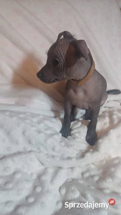Nagi pies meksykański Xolo Xoloitzcuintle mazowieckie Pomiechówek