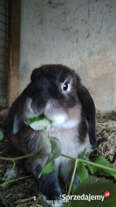 Króliki baranki miniaturowe Maćkowice sprzedam