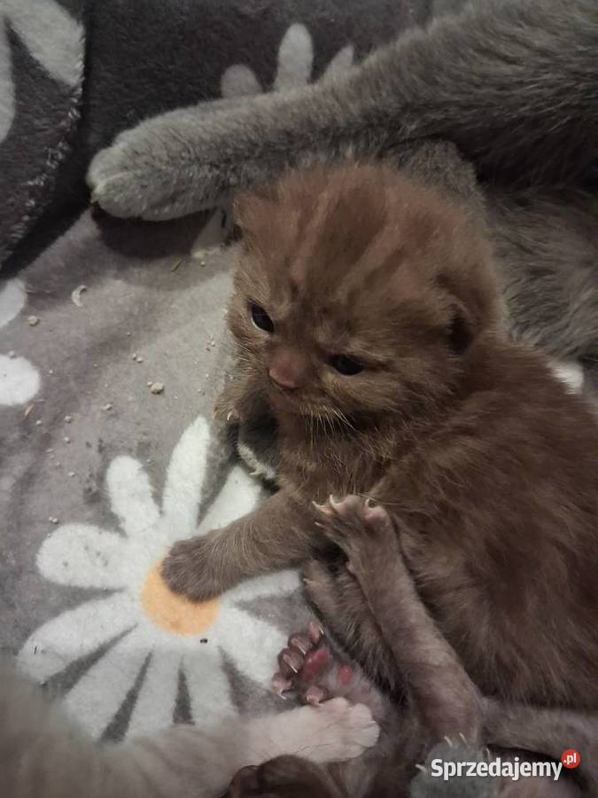 Kotki brytyjskie krótko wlose śląskie Miasteczko Śląskie