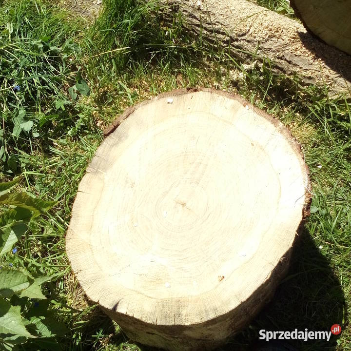 Pień kloc dębowyduży ok60 wysokości Gdynia